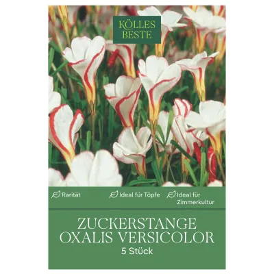 Zuckerstange, 5 Zwiebeln, weiß,
